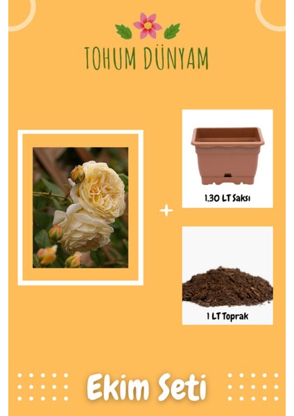Kokulu Sarı Hollanda Gül Tohumu Ekim Seti