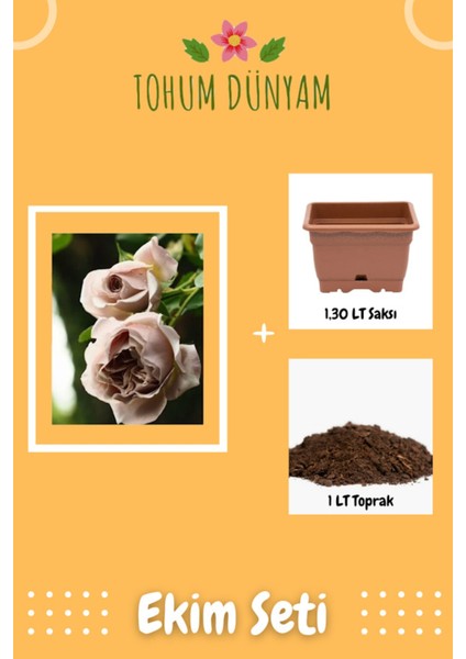 Kokulu Koyu Gülkurusu Hollanda Gül Tohumu Ekim Seti
