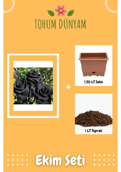 Siyah Gül Tohumu Ekim Seti
