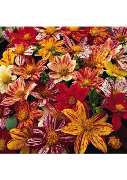 20 Adet Early Bırd Dahlıa Mixed Colors Flower Tohumu