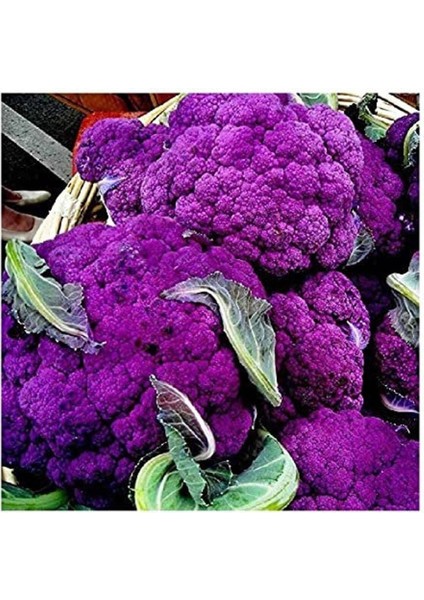 20 Adet Purple Karnabahar Tohumu