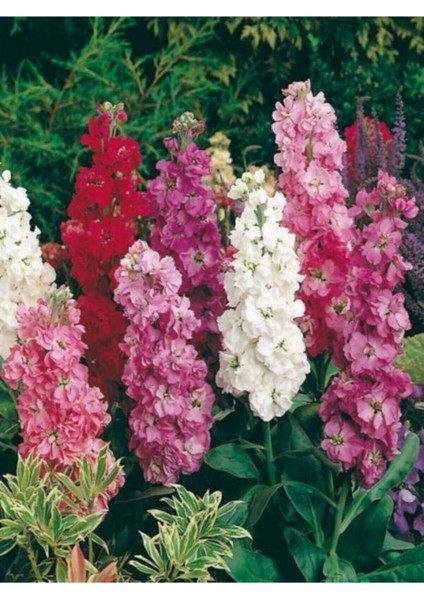 Şebboy Çiçeği Tohumu Karışık 10 12 Adet