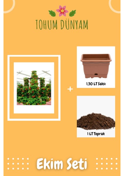 Ithal Alman Çilek Ağacı Tohumu Ekim Seti