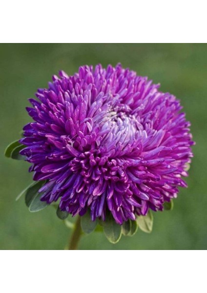 10 Adet Aster Blauer Turm Tohumu