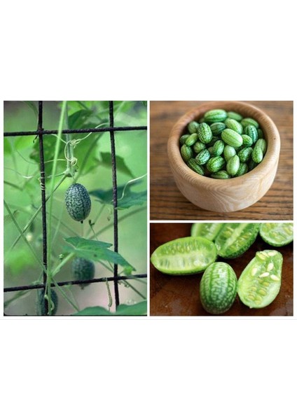 10 Adet Cucamelon Vine Tohumu