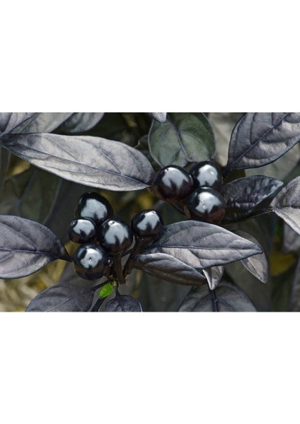 20 Adet Black Pearl Acı Biber Tohumu