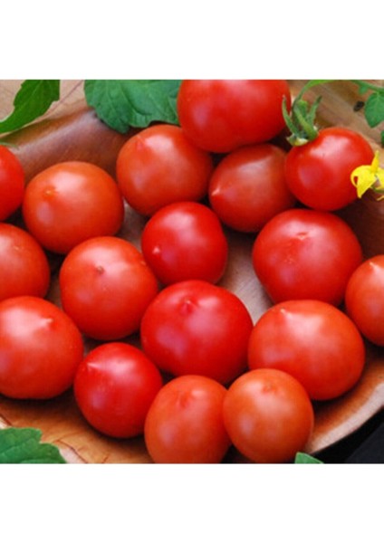 20 Adet Riesentraube Domates Tohumu