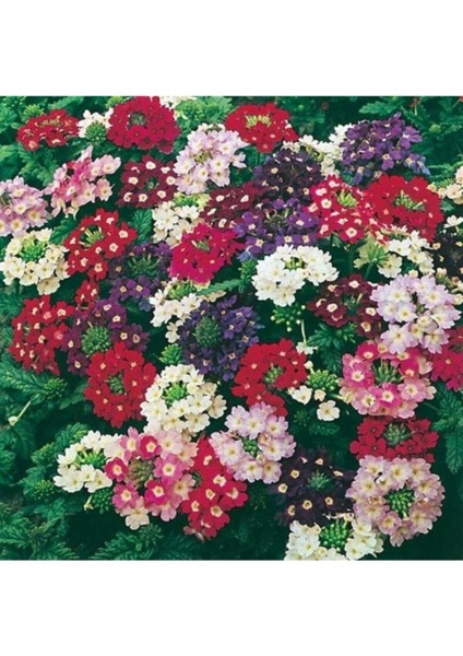 Karışık Mine (Arzuman) Çiçeği Tohumu 10-12 Adet