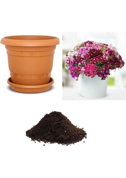 Karışık Hoş William Çiçeği Tohumu Ekim Seti