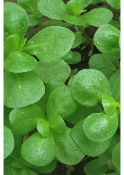 Erkenci, Yediveren Semiz Otu Tohumu / 50 Adet Tohum