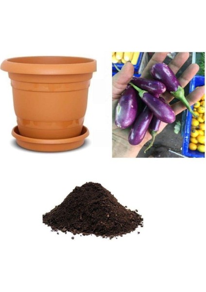 Ithal Minyatür Kemer Patlıcan Tohumu Ekim Seti