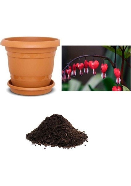 Ithal Kırmızı Dicentra Çiçeği Tohumu Ekim Seti