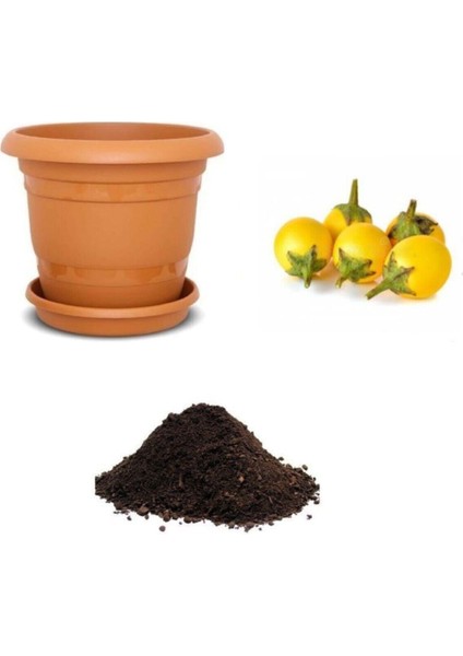 Ithal Thailand Sarı Patlıcan Tohumu Ekim Seti