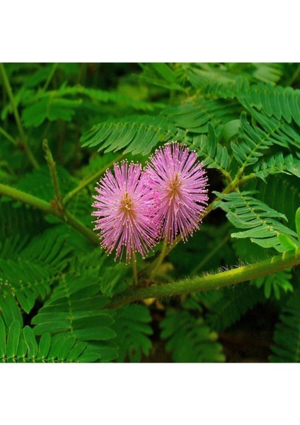 Mimoza Küstüm Çiçeği Tohumu 5 Tohum