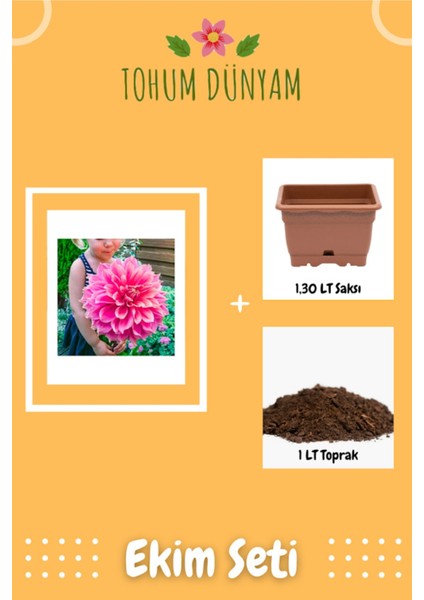 Karışık Nadir Ithal Dev Dahlia Çiçeği Tohumu Ekim Seti