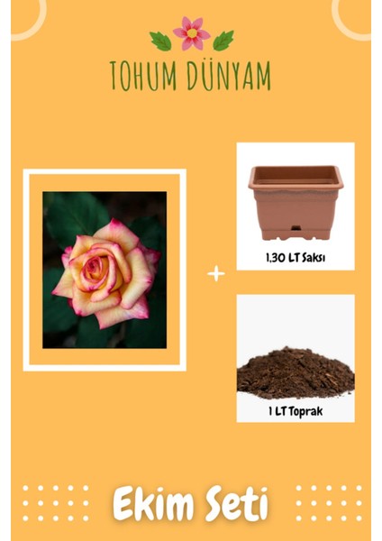 Özel Renkli Ithal Gül Tohumu Ekim Seti