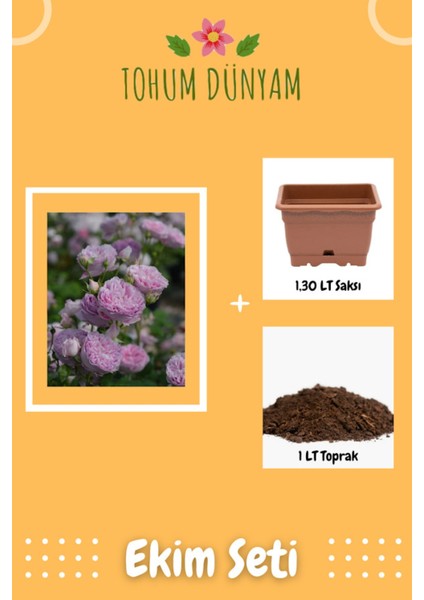 Kokulu Açık Lila Hollanda Gül Tohumu Ekim Seti