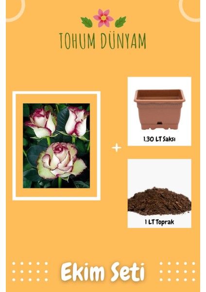 Yeşil Hipnoz Gül Tohumu Ekim Seti