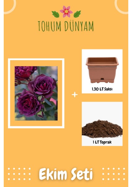 Kokulu Mor Hollanda Gül Tohumu Ekim Seti