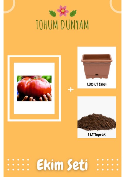 Nadir Ithal Dev Hollanda Domates Tohumu Ekim Seti