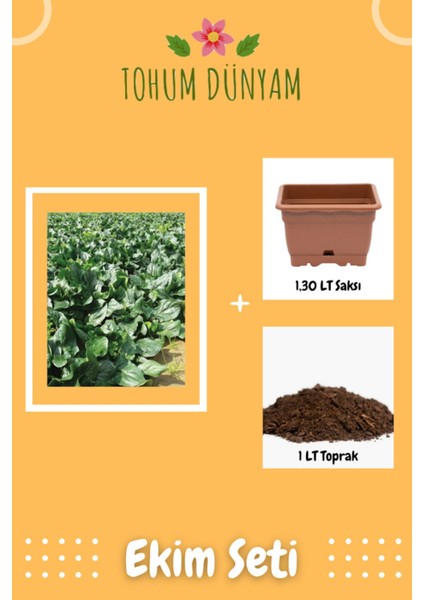 Yerli Ispanak Tohumu Ekim Seti