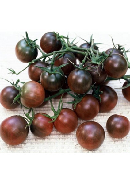 20 Adet Çikolata Kiraz Domates Tohumu
