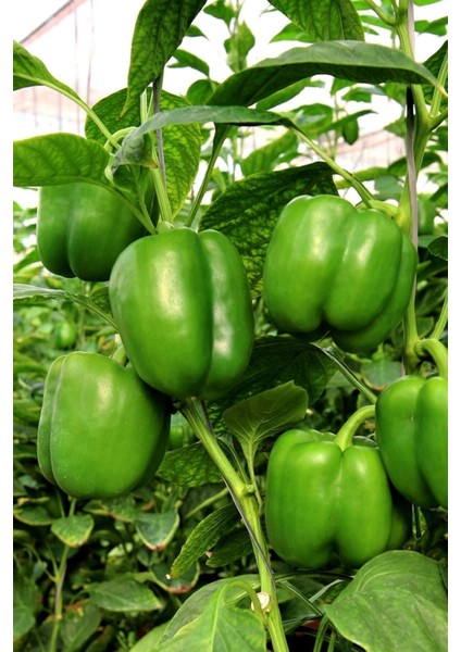 Antep Acı Dolmalık Biber Tohumu / 20+ Adet Tohum