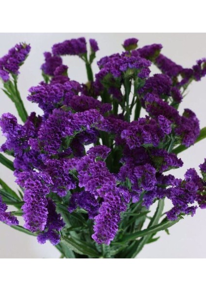 Mor Deniz Lavantası Lımonıum Çiçek Tohumu 10 15 Adet