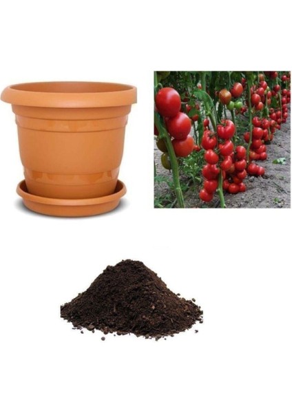 Mis Kokulu Sırık Domates Tohumu Ekim Seti