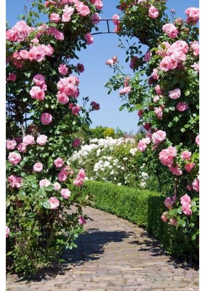 15 Adet Katmerli Sarmaşık Gül Tohumu