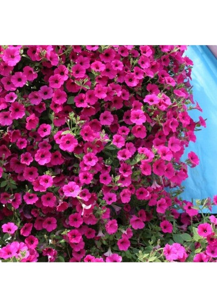 10 Adet Natural Creeping Petunia Purple Tohumu