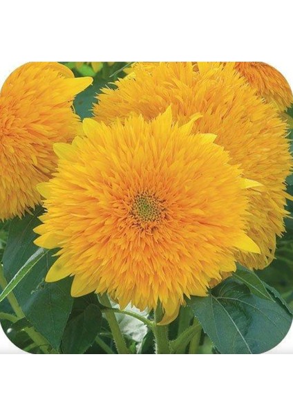 15 Adet Garden Sun Flower Gold Dwarf Tohumu