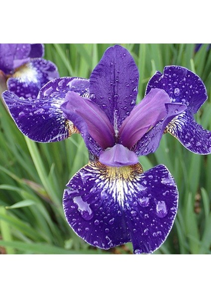 Iris Blue Riband Çiçek Tohumu