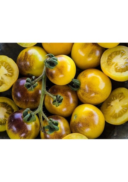 10 Adet Bumblebee Domates Tohumu