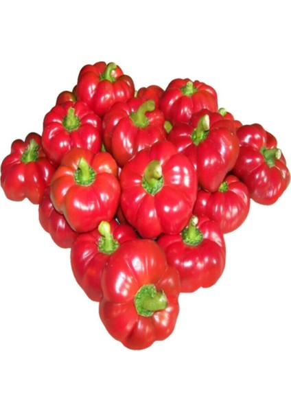 Peynir Biberi Tohumu / 10+Tohum