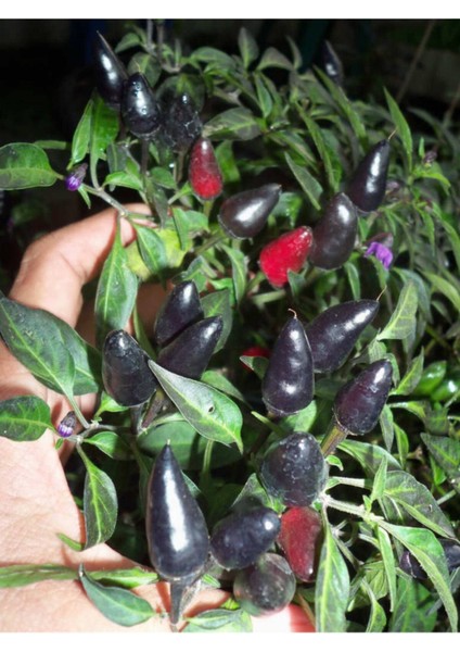 Siyah Acı Süs Biberi Tohumu