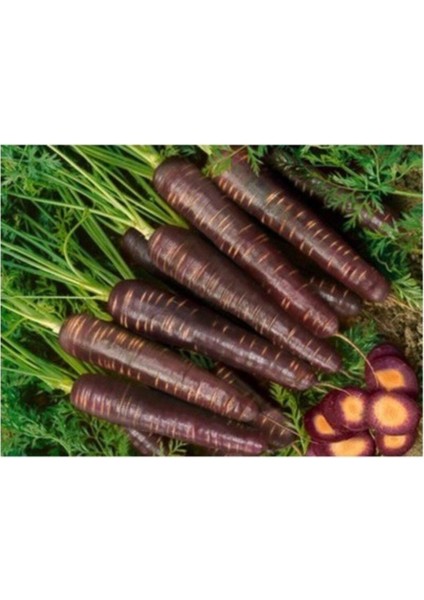 Siyah Havuç 150+ Adet Tohum