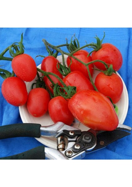 Sheboygan Domates Tohumu