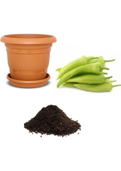 Saksılık Tatlı Çarliston Biber Tohumu Ekim Seti