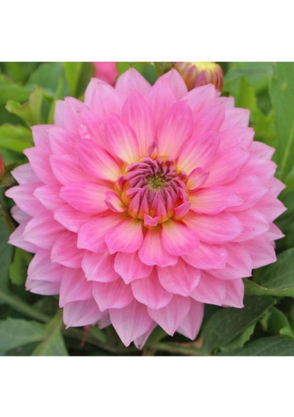 Dahlia Çiç Ek Tohumu Pembe 5 Adet