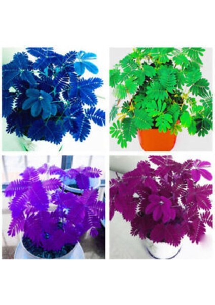 Mimoza Küstüm Çiçeği Tohumu 8 Adet 4 Renk