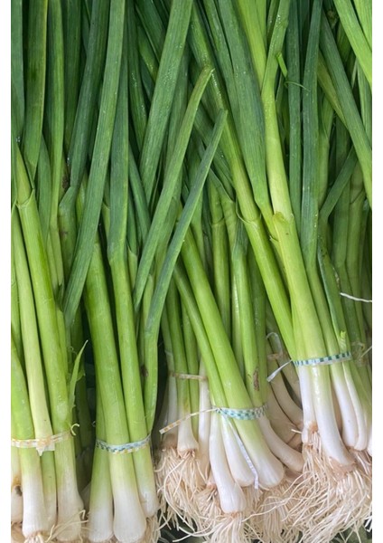 Yerli Erkenci Taze Soğan Tohumu / 100 Adet Tohum