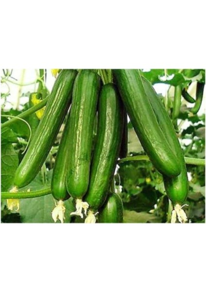 Bol Verimli Erkenci Badem Salatalık Tohumu 10 Tohum