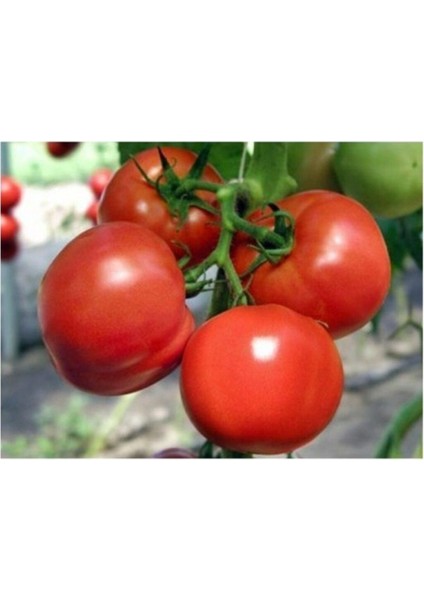 Oturak Domates Tohumu 25+ Adet Tohum