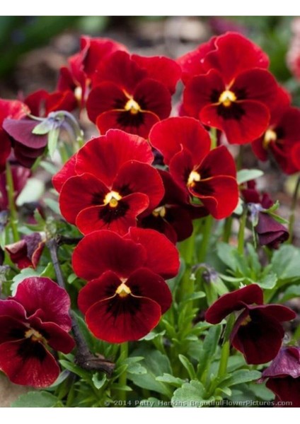 Kırmızı Renkli Menekşe Çiçeği Tohumu 10 15 Adet