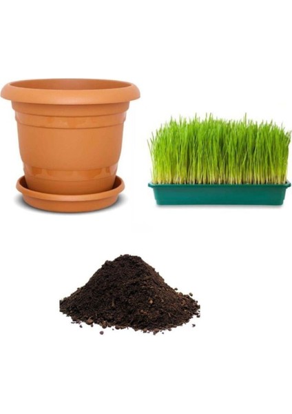 Nadir Buğday Çimi Tohumu Ekim Seti