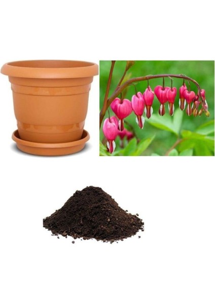 Ithal Pembe Dicentra Çiçeği Tohumu Ekim Seti