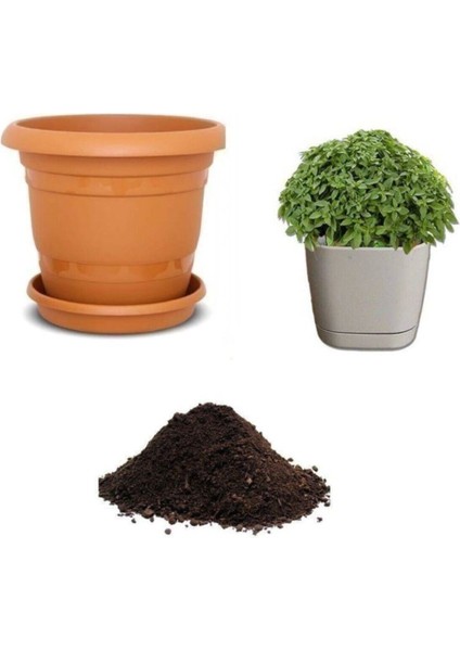 Mis Kokulu Yeşil Reyhan Tohumu Ekim Seti