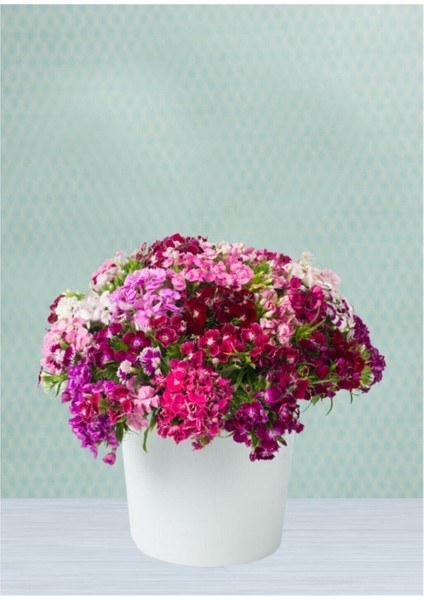 Karışık Hüsnüyusuf Çiçeği Tohumu 5 Adet Tohum Hüsnü Yusuf Çiçek Tohumu