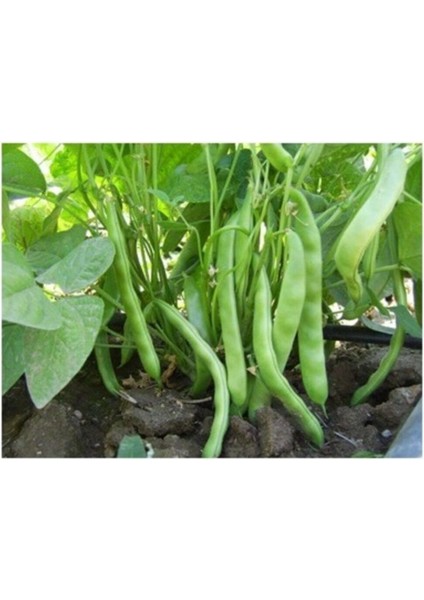 Agrobazaar Sultan Fasulye Tohumu 10 + Adet Tohum